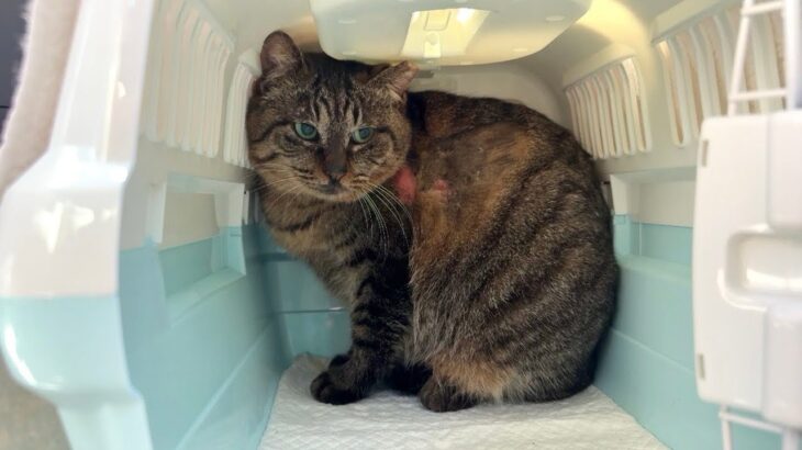 イジメられて大怪我してた野良猫を保護しました。