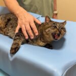イジメられて怪我してた野良猫を初めて病院に連れて行ったら恐怖でお漏らししちゃいました…