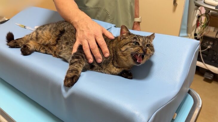 イジメられて怪我してた野良猫を初めて病院に連れて行ったら恐怖でお漏らししちゃいました…