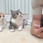 ネットショッピングしてたらおもちゃが欲しい猫たちが集まってきてこうなりましたw