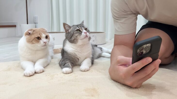 ネットショッピングしてたらおもちゃが欲しい猫たちが集まってきてこうなりましたw