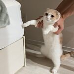 ベッドに爪研ぎして穴開けてたところを現行犯逮捕したら猫がこうなっちゃいました…www