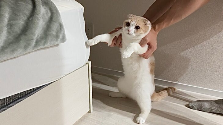 ベッドに爪研ぎして穴開けてたところを現行犯逮捕したら猫がこうなっちゃいました…www