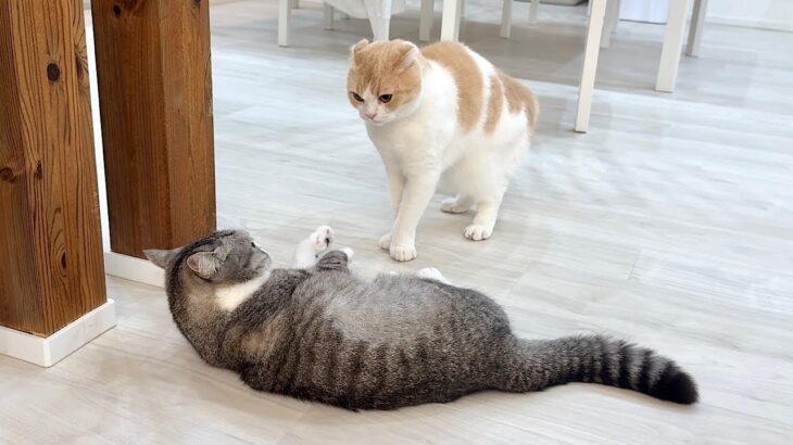 油断して弟ににゃんプロで1本取られたときの兄猫がこうなっちゃいました…