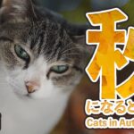 秋になると猫は【2025】