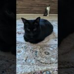 居座る黒猫🐱 – A black cat – #shorts #cat