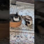 逃げ足が早い猫😺 – A cat runs like the wind – #shorts #cat