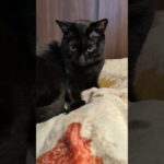 噛む黒猫😺 – Black cats biting it – #shorts #cat