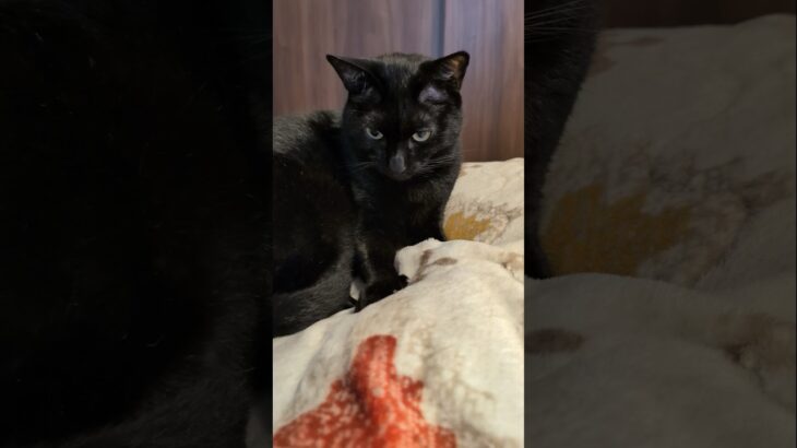 噛む黒猫😺 – Black cats biting it – #shorts #cat
