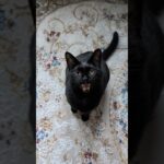 飛びつく黒猫😺 – Cats Jumping – #shorts #cat