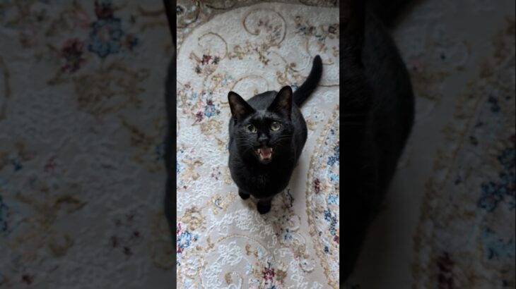 飛びつく黒猫😺 – Cats Jumping – #shorts #cat
