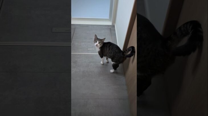 キジ猫のこっちニャーン😺 – Cats Meowing – #shorts #cat