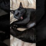 ちょっとあくび猫🐱 – Cats Yawning – #shorts #cat
