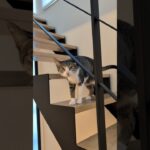 上に行く猫😺 – Cats go up – #shorts #cat