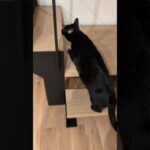 ゆっくり上る黒猫😺 – Cats go up steps slowly – #shorts #cat