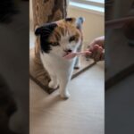 可愛い猫のペロペロ😺 – Cats licking food – #shorts #cat