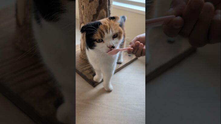 可愛い猫のペロペロ😺 – Cats licking food – #shorts #cat