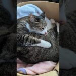腹なめキジ猫🐱 – Cats licking her belly – #shorts #cat