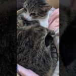 睡眠を優先する猫🐱 – Cats make sleep a priority – #shorts #cat