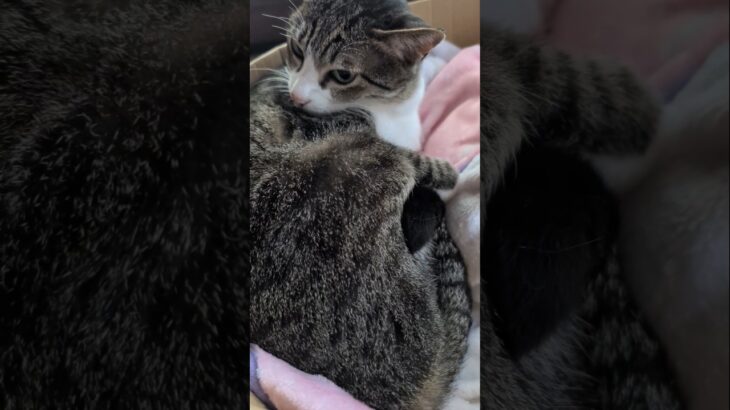 睡眠を優先する猫🐱 – Cats make sleep a priority – #shorts #cat