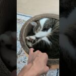 秋の猫はなかなか起きない😺 – Cats sleeping in Autumn – #shorts #cat