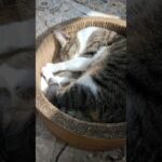 猫と光😺 – Cats sunbathing – #shorts #cat