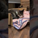 猫のまわり休み😺 – Cats taking a rest – #shorts #cat
