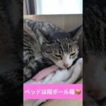 猫ベッドは段ボール箱📦️ – Cats use a box – #shorts #cat