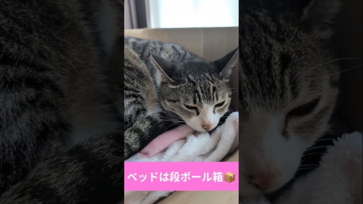 猫ベッドは段ボール箱📦️ – Cats use a box – #shorts #cat