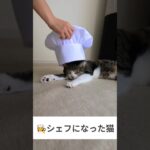 👩‍🍳シェフになった猫😺 – Chef Cat – #shorts #cat