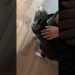 そっと甘えるキジ猫😺 – Cute Cats – #shorts #cat