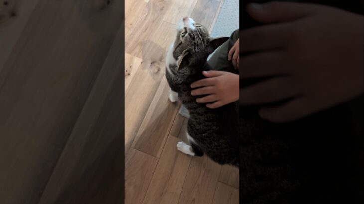 そっと甘えるキジ猫😺 – Cute Cats – #shorts #cat