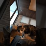 午後の猫のお座り😺 – Lap Cats – #shorts #cat