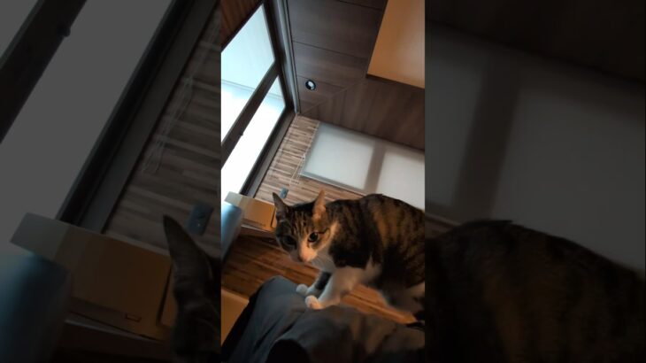 午後の猫のお座り😺 – Lap Cats – #shorts #cat