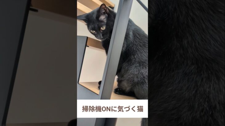 掃除機ONに気づく猫🙀 – Cats and a vacuum cleaner – #shorts #cat
