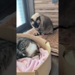 邪魔しない猫😺 – Peaceful Cats – #shorts #cat