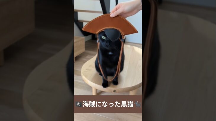 🏴‍☠️海賊になった黒猫 – Pirate Cats – #shorts #cat