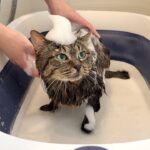保護した猫を生まれて初めてお風呂で洗ったらこうなっちゃいました…