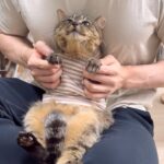 【最終回】虐められて保護した猫の様子を久しぶりに見に行ったら家猫生活が幸せすぎてこうなってました…