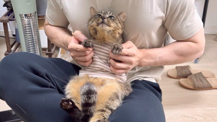 【最終回】虐められて保護した猫の様子を久しぶりに見に行ったら家猫生活が幸せすぎてこうなってました…