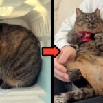 【総集編】河川敷で虐められてた猫が幸せな家猫になるまでの物語。