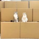 全国の保護猫たちへ