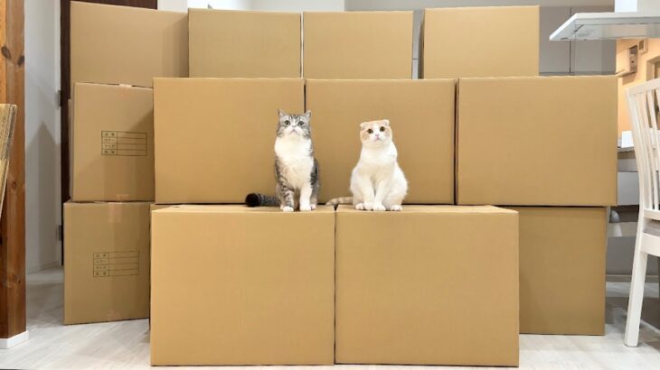 全国の保護猫たちへ