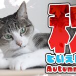 猫と秋といえば