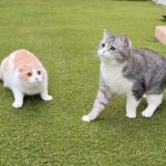同時に虫を見つけて捕まえようと取り合いになった猫たちがこうなっちゃいました笑