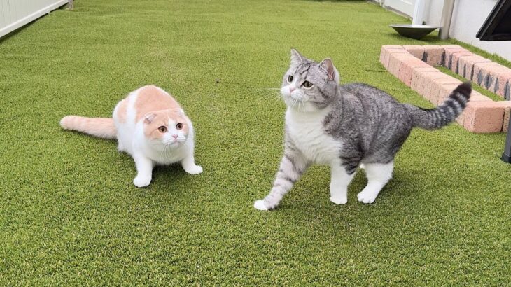 同時に虫を見つけて捕まえようと取り合いになった猫たちがこうなっちゃいました笑