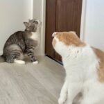 部屋に入れてもらえないとドアの前で永遠に鳴き続ける猫たちに困ってます…