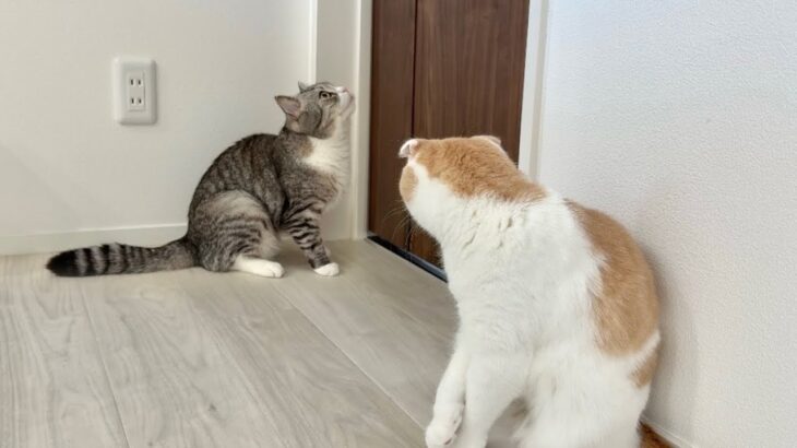 部屋に入れてもらえないとドアの前で永遠に鳴き続ける猫たちに困ってます…