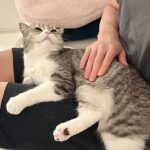 映画見てるとテレビに嫉妬して甘えんぼ猫がこうなっちゃいます…笑