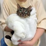 生まれて初めてお風呂で洗われてびちょ濡れになった保護猫がこうなっちゃいました…